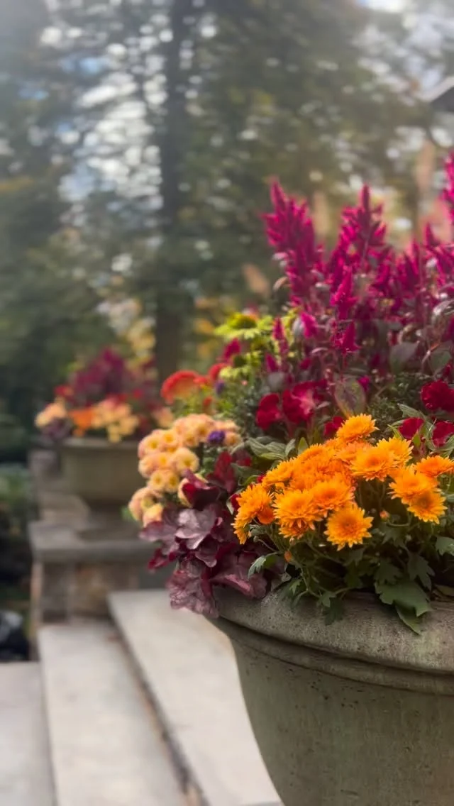 フラワー・ガーデニング ZEROjr Jane Seymour Botanicals 22 in. Potted Hydrangea P4065-WH - The